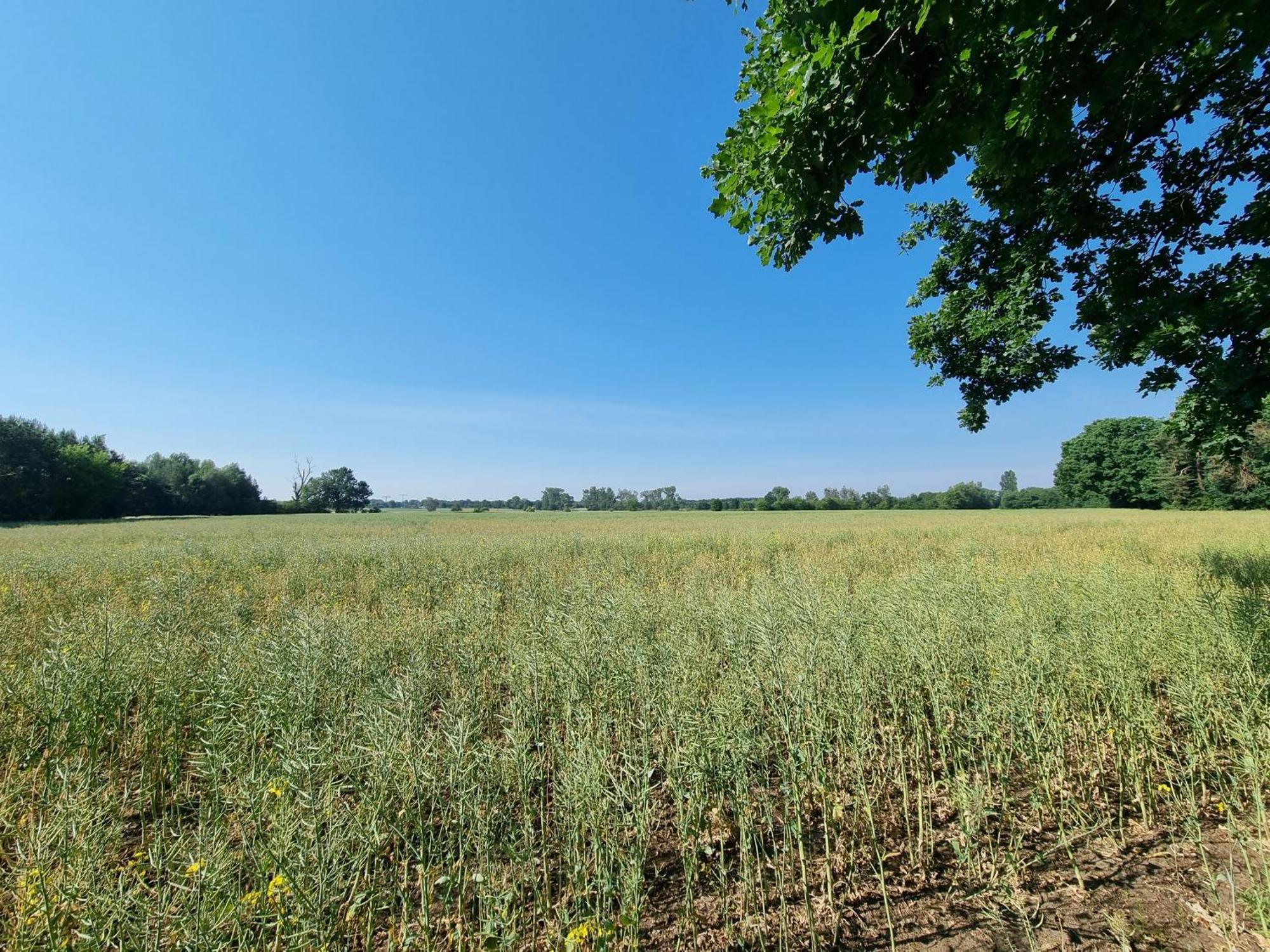 Ferienwohnung Stroebitzer Wiesen Cottbus Esterno foto